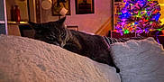 Greyson joined the competition — help win amazing prizes! cat, gray_cat, couch, pillow, fluffy, christmas_tree, christmas_lights, living_room, painting, wall_art, decor, indoor, relaxing, cozy, warm_lighting, holiday, furniture, home, pet, sleepy_cat