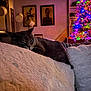 cat, gray_cat, couch, pillow, fluffy, christmas_tree, christmas_lights, living_room, painting, wall_art, decor, indoor, relaxing, cozy, warm_lighting, holiday, furniture, home, pet, sleepy_cat