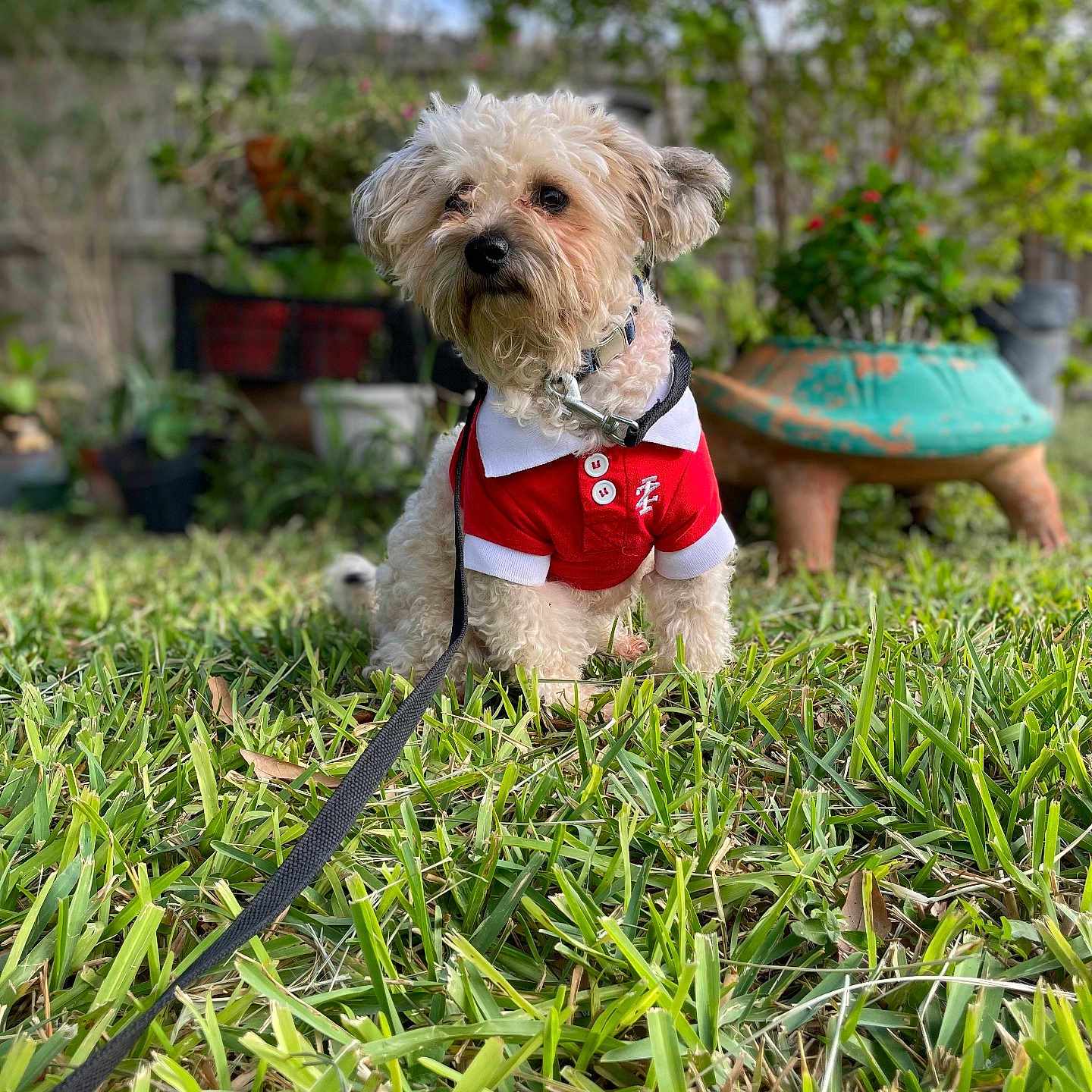 Whiskey joined the competition — help win amazing prizes! animal, collar, cute, daylight, dog, fence, fur, garden, grass, greenery, leash, nature, outdoor, pet, plant, portrait, potted_plant, red_shirt, sitting, small_dog