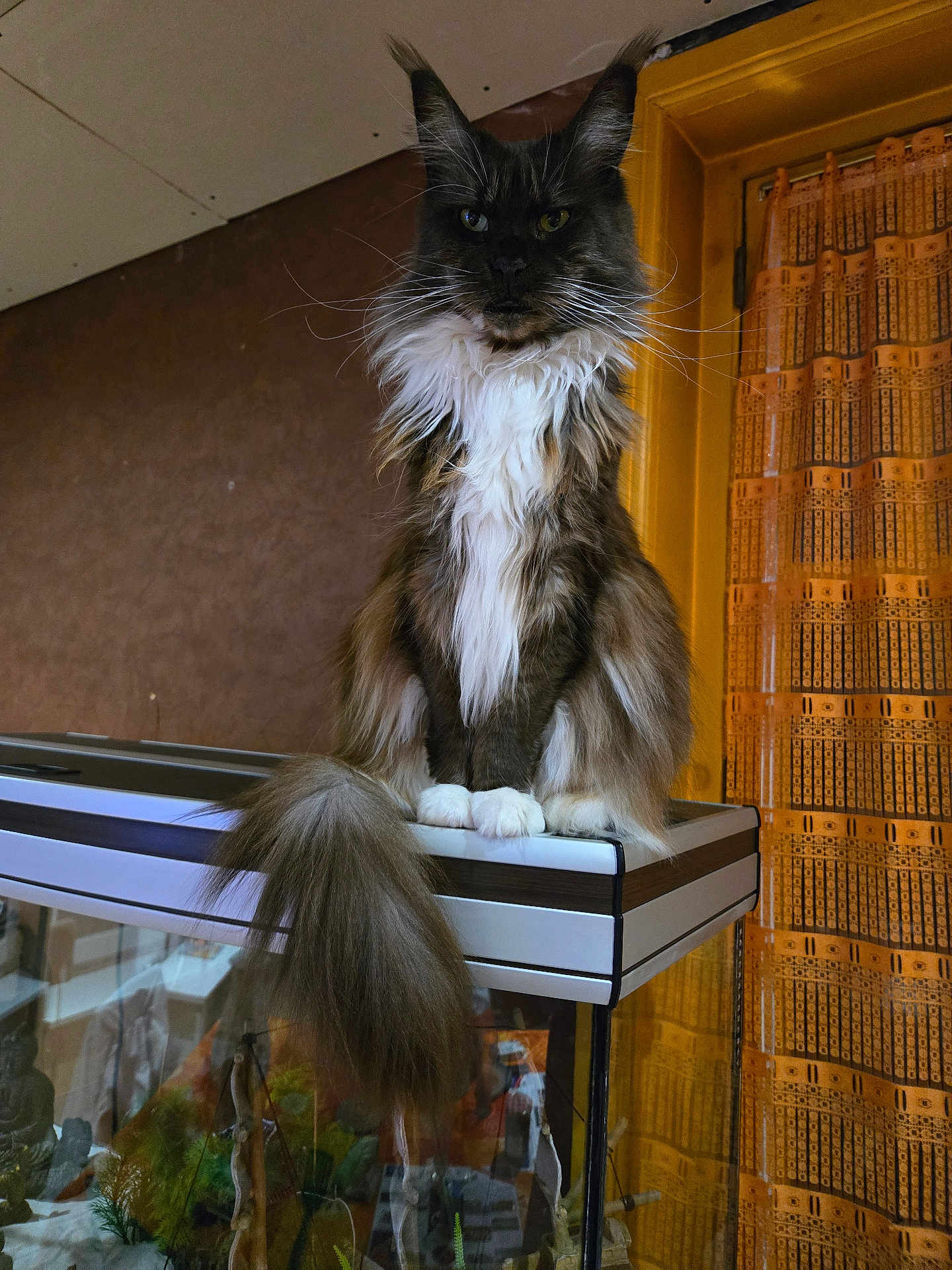 Bella