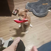 Bella is registered to the contest to win money with this photo: dog, toy, floor, dog_bed, bone, foot, wooden_floor, indoor, pet, playful, blurred, candid, living_room, furniture, household, animal, pet_toy, red, white, brown
