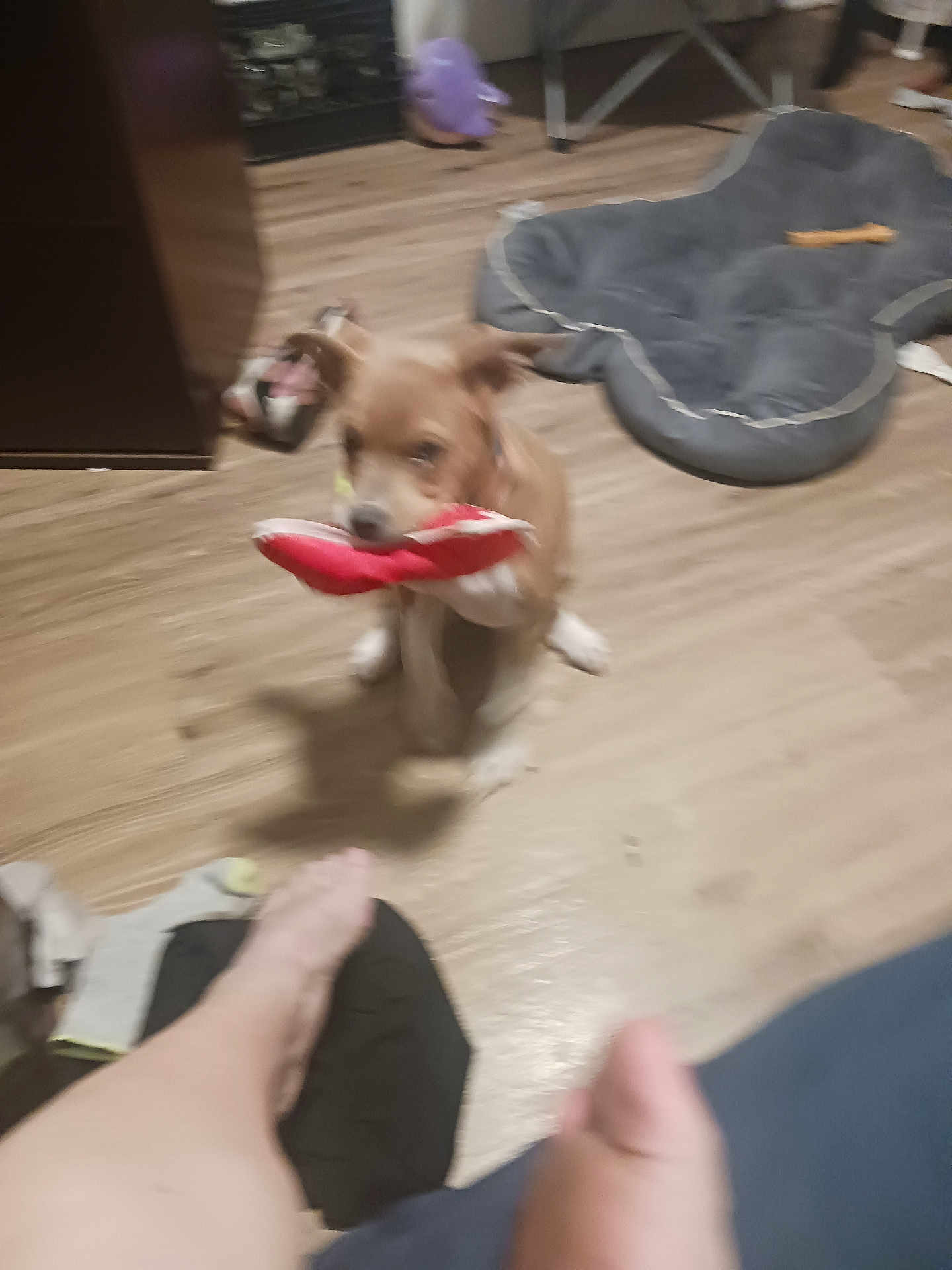 Bella