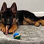 german_shepherd, puppy, dog, bone, chewing, toy, ball, bed, cozy, indoor, fur, ears, paws, lying_down, pet, animal, cute, young, muzzle, relaxed