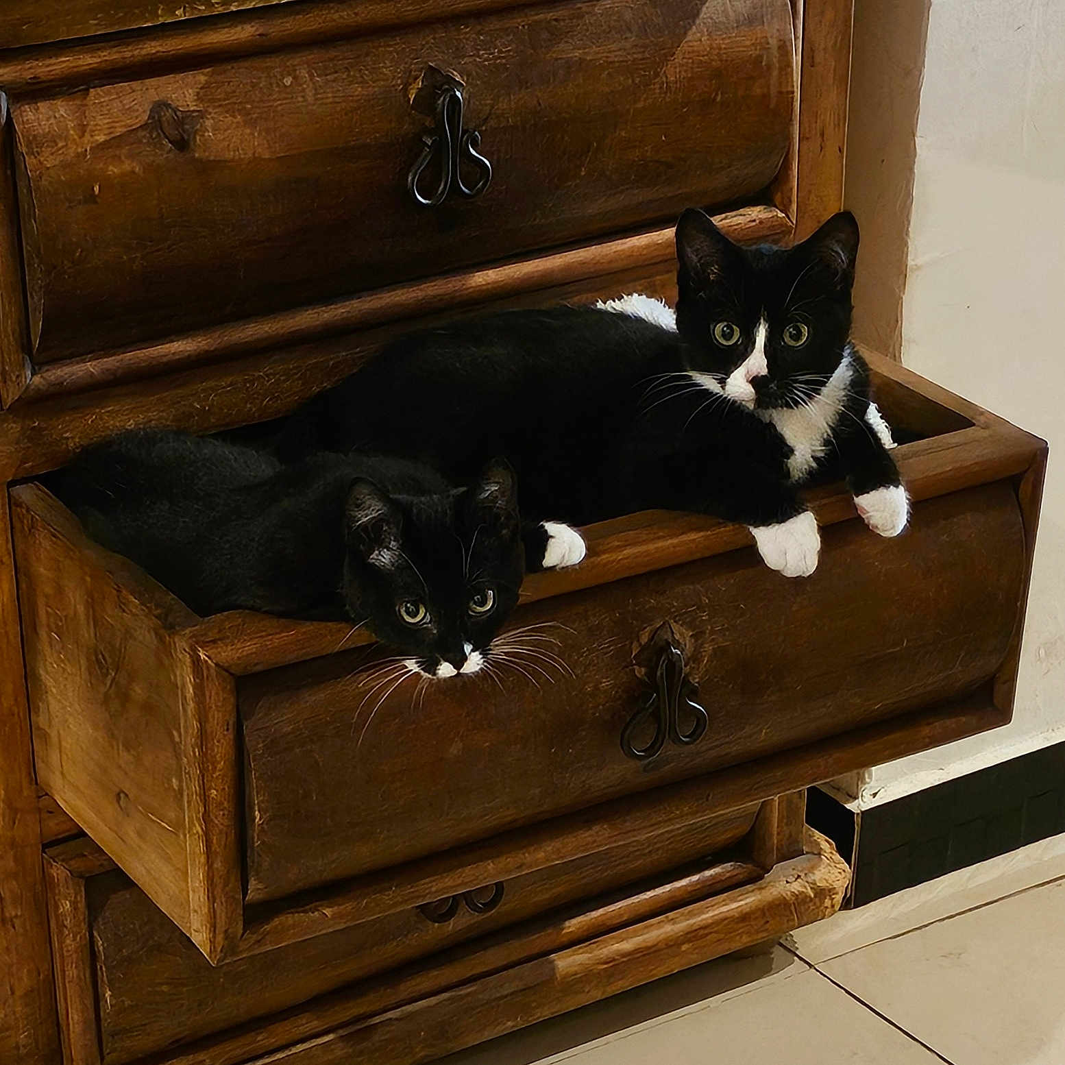 Belle Et Winnie a rejoint le concours — aidez-le/la à gagner de superbes lots ! animal, black_and_white, cat, cozy, curious, cute, drawer, eyes, floor, furniture, home, indoor, pets, relaxed, resting, tile, tuxedo_cat, two_cats, wood_texture, wooden_drawer