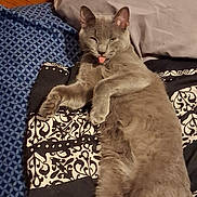 Gizmo joined the competition — help win amazing prizes! animal, bed, blanket, cat, cozy, cute, cute_pose, domestic_cat, feline, fur, gray_cat, indoor, patterned_blanket, paws, pet, relaxed, resting, sleepy, tongue_out, whiskers
