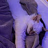 Orage participe au concours pour gagner de l'argent avec cette photo : cat, sleeping, white_cat, fluffy, blanket, bed, cozy, indoor, relaxing, paw, fur, resting, cute, animal, pet, soft, comfort, peaceful, feline, nap