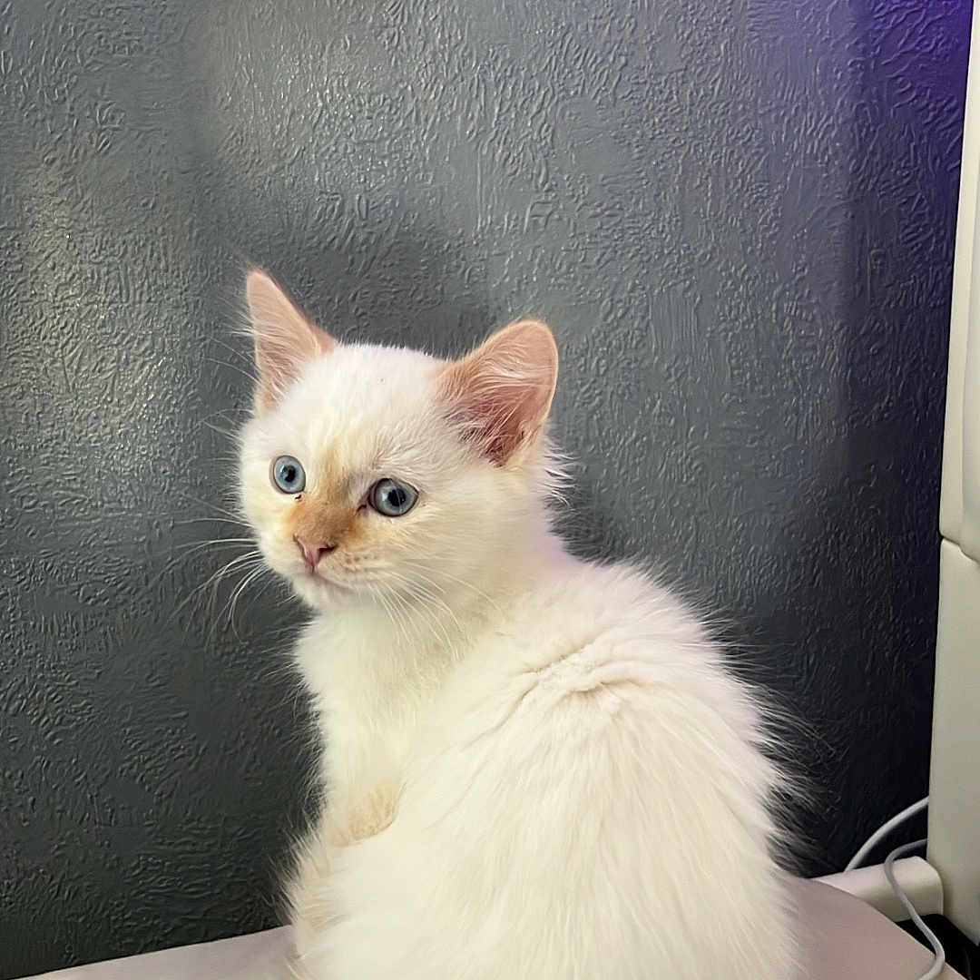 Orage participe au concours pour gagner de l'argent avec cette photo : kitten, cat, white_cat, blue_eyes, furry, pet, indoor, bed, cable, gray_wall, purple_light, curious, sitting, cute, small_animal, domestic_cat, fluffy, young_cat, animal, portrait