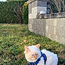 Orage participe au concours pour gagner de l'argent avec cette photo : cat, white_cat, blue_eyes, harness, leash, grass, outdoor, stone_wall, house_roof, hedge, bare_trees, daylight, sky, pet, animal, nature, fur, sitting, garden, curious