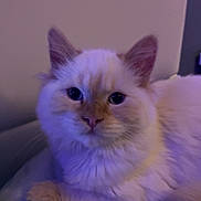 Orage participe au concours pour gagner de l'argent avec cette photo : cat, fluffy, cream_color, orange_markings, indoor, bed, blanket, relaxed, pet, animal, feline, cozy, purple_light, soft_fur, cute, resting, domestic_cat, whiskers, ears, eyes