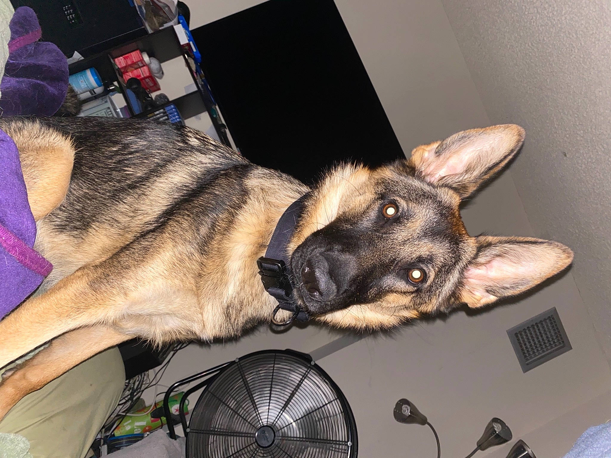 Ziva joined the competition — help win amazing prizes! canidae, carnivore, collar, companion_dog, dog, dog_breed, east_european_shepherd, electric_fan, fawn, fur, german_shepherd_dog, herding_dog, king_shepherd, laptop, law_enforcement, mechanical_fan, old_german_shepherd_dog, snout, sporting_group, working_animal