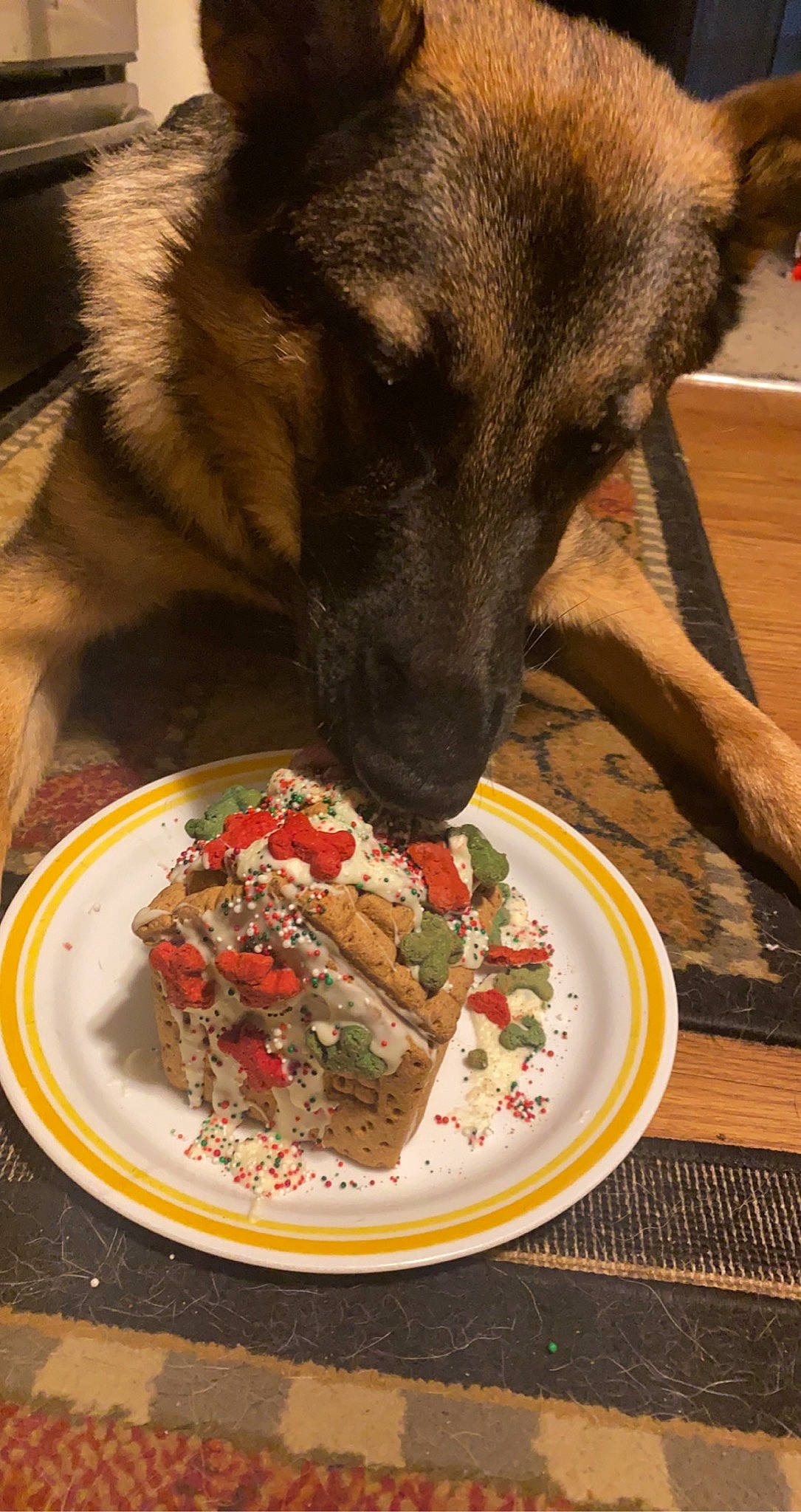 Ziva joined the competition — help win amazing prizes! baked_goods, carnivore, comfort_food, companion_dog, cuisine, dish, dishware, dog, dog_breed, fawn, finger_food, food, german_shepherd_dog, ingredient, plate, platter, produce, recipe, snout, tableware