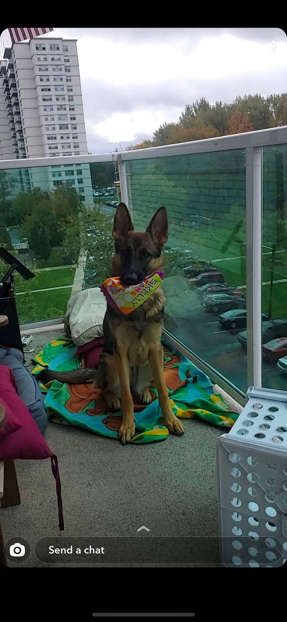 Ziva is registered to the contest to win money with this photo: building, canidae, carnivore, cloud, companion_dog, dog, dog_breed, dog_supply, fawn, grass, house, leisure, old_german_shepherd_dog, plant, public_space, recreation, sky, sporting_group, tree, window