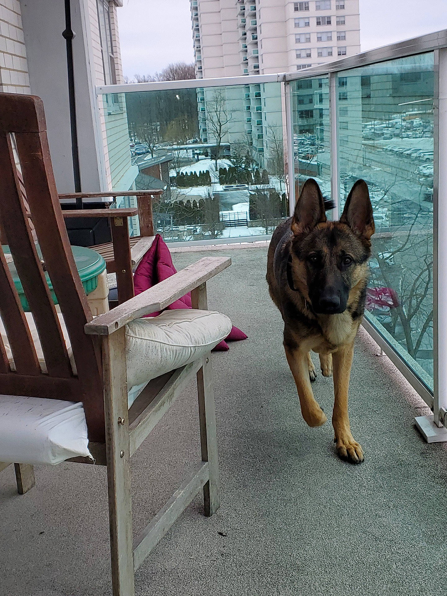 Ziva is registered to the contest to win money with this photo: armrest, building, canidae, carnivore, chair, coffee_table, companion_dog, dog, dog_breed, fawn, floor, flooring, hardwood, outdoor_furniture, outdoor_table, snout, sporting_group, tail, window, wood