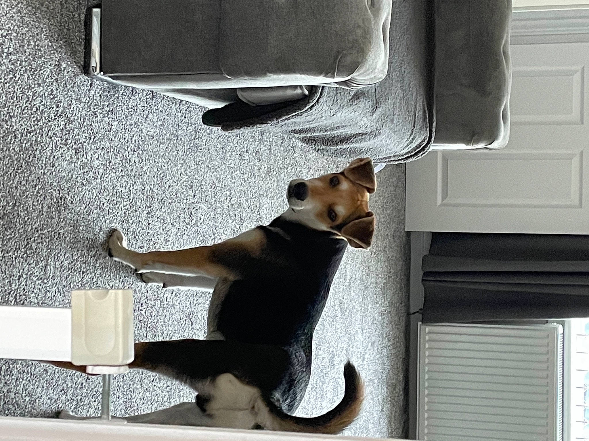 Deluca joined the competition — help win amazing prizes! auto_part, automotive_exterior, automotive_lighting, building, carnivore, comfort, companion_dog, dog, dog_breed, fawn, human_leg, pet_supply, room, tail, tints_and_shades, vehicle_door, white, window, window_blind, windshield