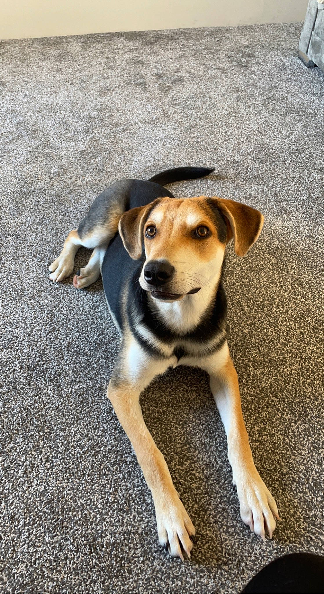 Deluca is registered to the contest to win money with this photo: beagle, canidae, carnivore, companion_dog, dog, dog_breed, fawn, fur, hunting_dog, paw, puppy, road_surface, scent_hound, snout, sporting_group, street_dog, tail, terrestrial_animal, whiskers, working_dog