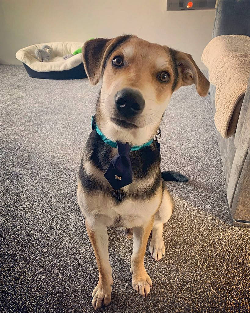 Deluca is registered to the contest to win money with this photo: canidae, carnivore, collar, companion_dog, dog, dog_breed, dog_clothes, dog_collar, dog_supply, eye, fawn, flooring, fur, paw, pet_supply, plant, snout, sporting_group, whiskers, working_animal