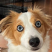 Coco is registered to the contest to win money with this photo: dog, close_up, blue_eyes, fluffy, indoor, pet, canine, curious, brown_and_white, portrait, animal, house, crate, fur, ears, nose, whiskers, floor, light, background