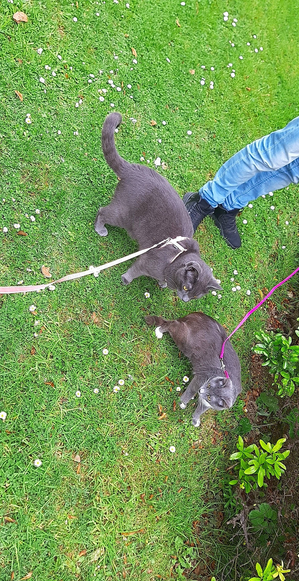 Jah a rejoint le concours — aidez-le/la à gagner de superbes lots ! american_pit_bull_terrier, canidae, carnivore, dog, dog_breed, grass, sporting_group, tail