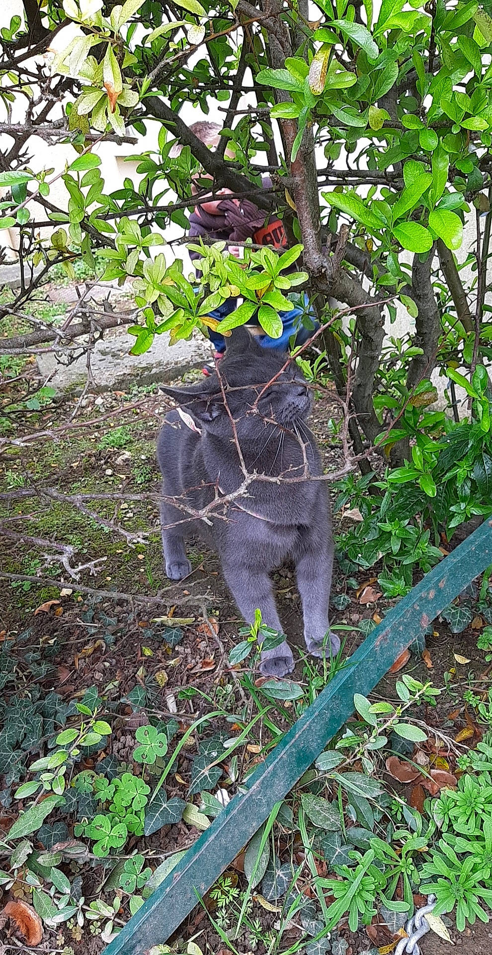 Jah participe au concours pour gagner de l'argent avec cette photo : botany, branch, groundcover, leaf, marsupial, plant, plant_community, shrub, tail, tree, wildlife