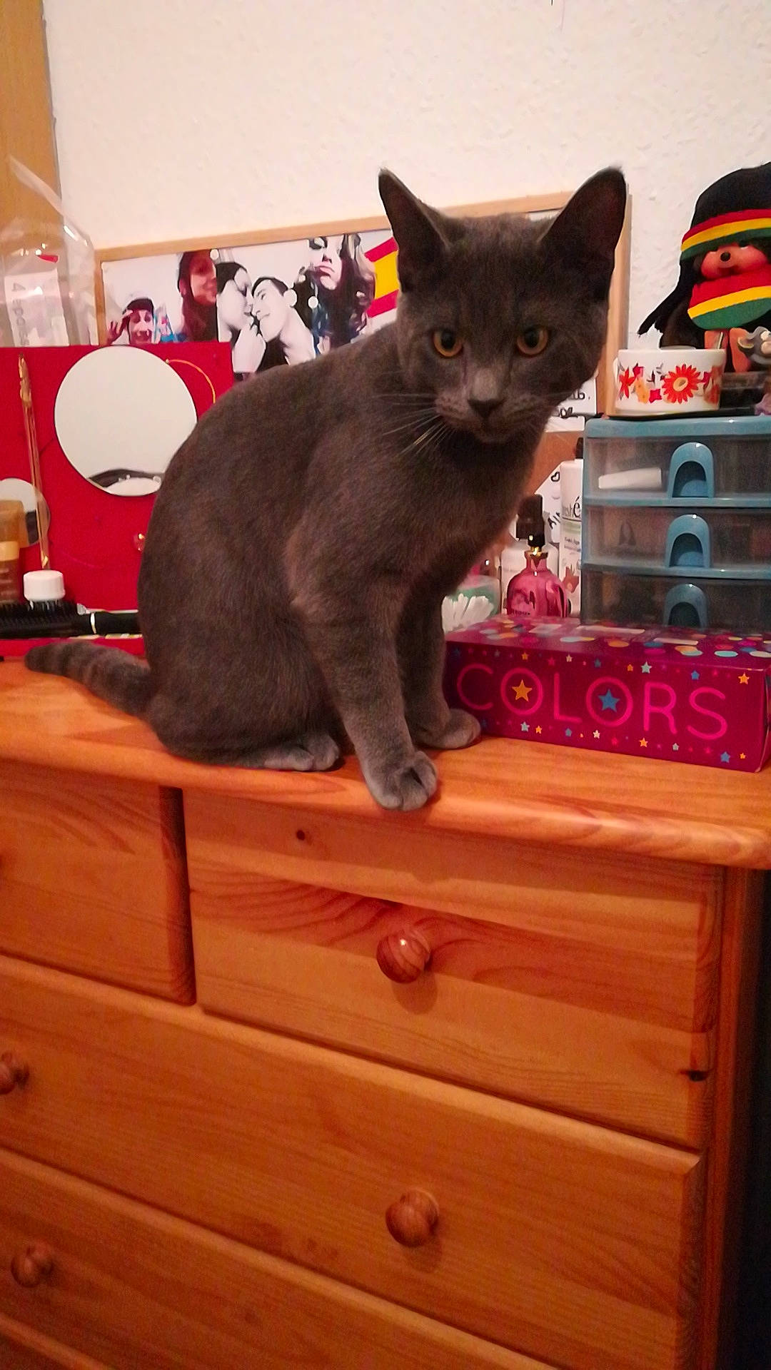 Jah participe au concours pour gagner de l'argent avec cette photo : asian, british_shorthair, burmese, carnivore, cat, chartreux, chest_of_drawers, domestic_short_haired_cat, felidae, kitten, korat, mammal, nebelung, russian_blue, small_to_medium_sized_cats, whiskers