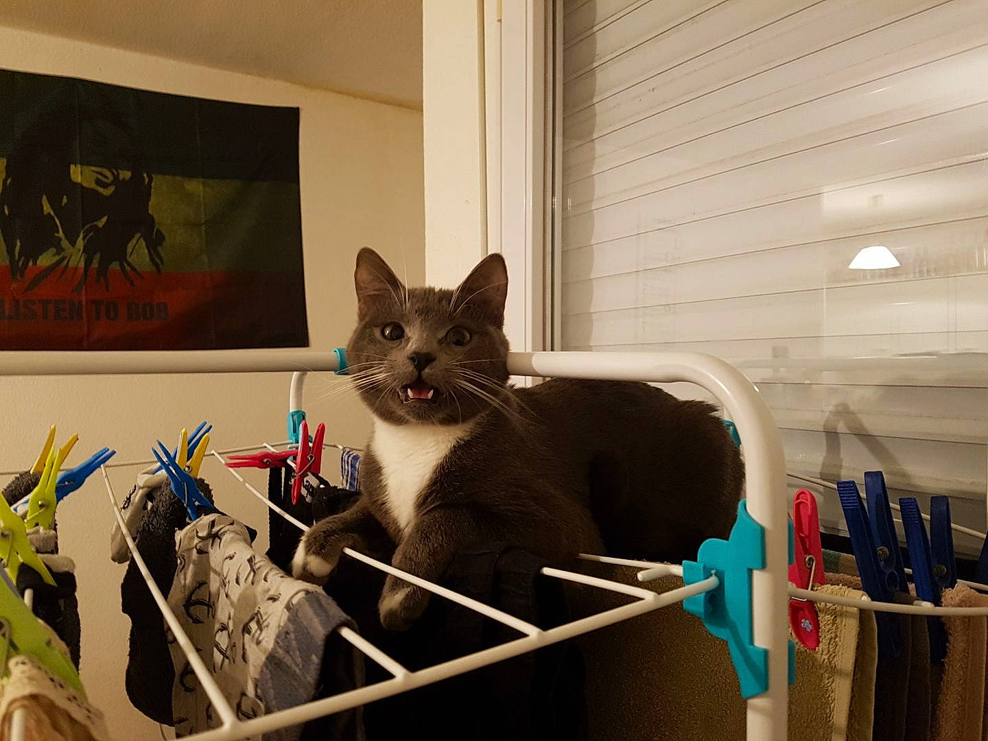 Boulette a rejoint le concours — aidez-le/la à gagner de superbes lots ! asian, carnivore, cat, chartreux, domestic_short_haired_cat, european_shorthair, felidae, kitten, korat, nebelung, russian_blue, shelf, small_to_medium_sized_cats, whiskers