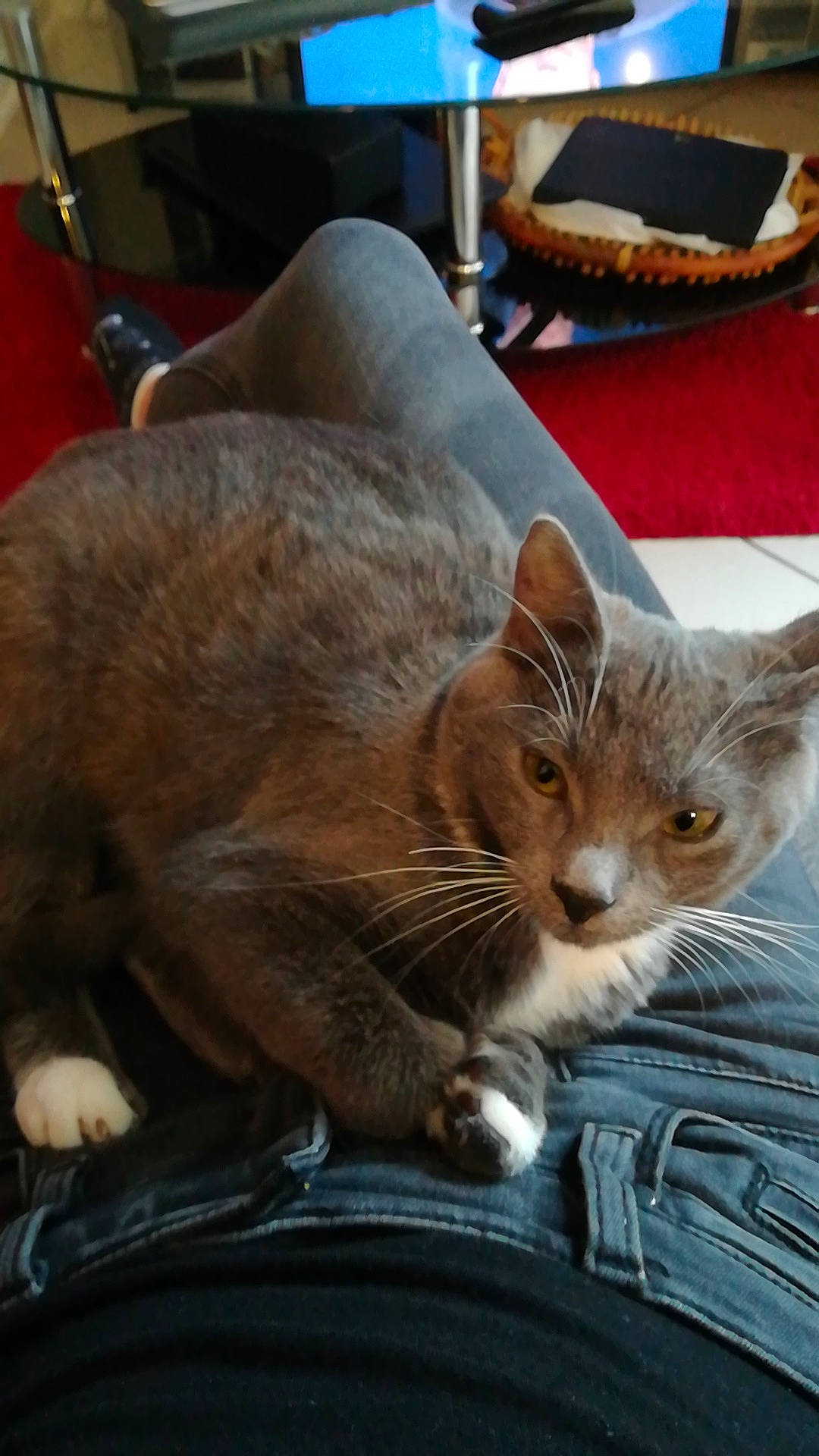 Boulette participe au concours pour gagner de l'argent avec cette photo : aegean_cat, asian, carnivore, cat, domestic_short_haired_cat, european_shorthair, fawn, felidae, kitten, mammal, small_to_medium_sized_cats, tabby_cat, whiskers