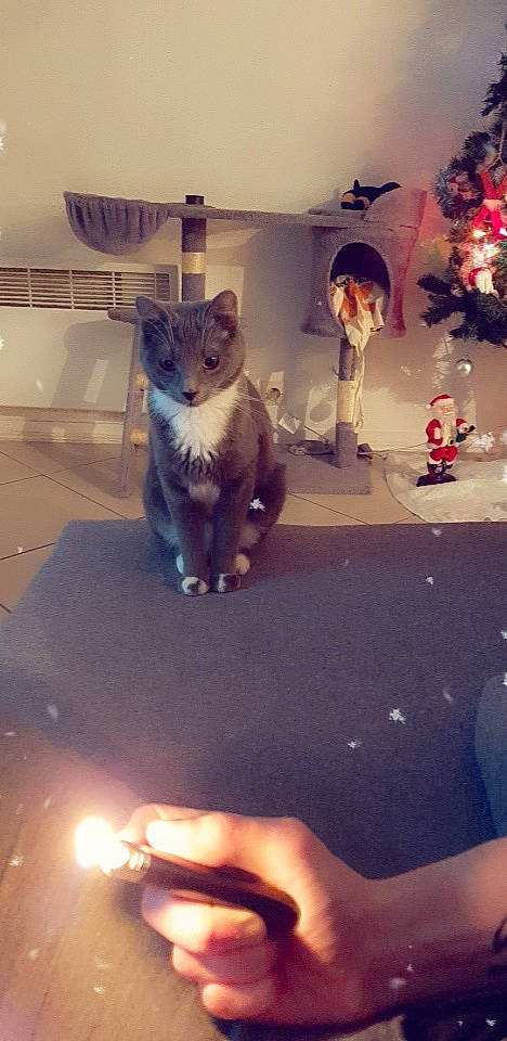 Boulette a rejoint le concours — aidez-le/la à gagner de superbes lots ! canidae, carnivore, cat, fawn, felidae, kitten, russian_blue, small_to_medium_sized_cats, snapshot, tail, whiskers