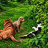 Bianca participe au concours pour gagner de l'argent avec cette photo : dog, puppy, cat, animals, pets, outdoor, garden, greenery, grass, path, foliage, wildlife, sitting, lying_down, standing, brown_dog, black_and_white_cat, wrinkles, playful, nature