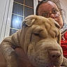 dog, bulldog, pet, animal, wrinkles, face, portrait, selfie, woman, person, glasses, indoor, window, home, red_sweater, scarf, closeup, sitting, cute, funny