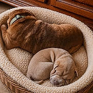Bianca a rejoint le concours — aidez-le/la à gagner de superbes lots ! puppies, dogs, sleeping, pet_bed, wicker_basket, blanket, cozy, indoors, wooden_cabinet, brown_dog, tan_dog, resting, curled_up, peaceful, cute, animal, home, floor, soft_texture, photography