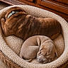 puppies, dogs, sleeping, pet_bed, wicker_basket, blanket, cozy, indoors, wooden_cabinet, brown_dog, tan_dog, resting, curled_up, peaceful, cute, animal, home, floor, soft_texture, photography