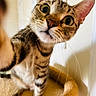 Mia joined the competition — help win amazing prizes! cat, tabby, pet, indoor, curious, close_up, whiskers, ears, feline, animal, cute, wide_eyes, cat_perch, fur, brown, striped, mammal, playful, looking, portrait