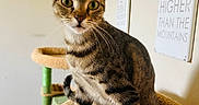 Mia is registered to the contest to win money with this photo: cat, tabby, pet, animal, indoor, feline, cat_tree, whiskers, ears, eyes, fur, cute, curious, home, wall_art, decor, cozy, sitting, looking, mammal