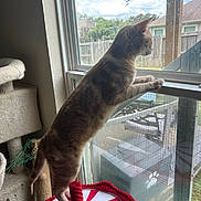 Mia joined the competition — help win amazing prizes! cat, window, indoor, curious, pet, feline, cat_tree, sunlight, backyard, mesh_screen, house, fence, daytime, looking_out, animal, domestic_cat, standing, stretching, red_white, soft_furniture