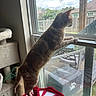 cat, window, indoor, curious, pet, feline, cat_tree, sunlight, backyard, mesh_screen, house, fence, daytime, looking_out, animal, domestic_cat, standing, stretching, red_white, soft_furniture