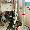 Mia joined the competition — help win amazing prizes! cat, tabby_cat, cat_tree, toy, scratching_post, indoor, sunlight, window, carpet, playful, pet, feline, paw, standing, animal, house, cute, fun, hanging_toy, scratched