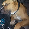 Scooby is registered to the contest to win money with this photo: animal, brown_dog, canine, closeup, clothing, collar, companion, dog, face, friendship, indoor, jacket, mammal, paw, person, pet, relaxation, resting, sleepy, snout