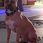 Scooby is registered to the contest to win money with this photo: dog, brown_dog, sitting, urban, night, street_lighting, pavement, tree, collar, white_chest, animal, pet, canine, outdoor, quiet, still, background, blurred, evening, city