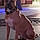 Scooby