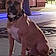 Scooby