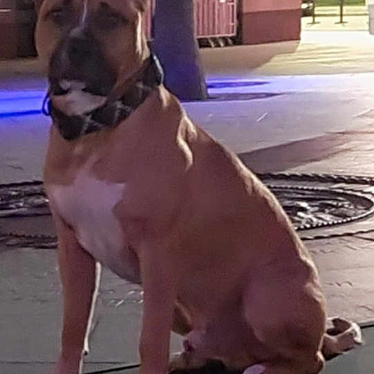 Scooby is registered to the contest to win money with this photo: dog, brown_dog, sitting, urban, night, street_lighting, pavement, tree, collar, white_chest, animal, pet, canine, outdoor, quiet, still, background, blurred, evening, city