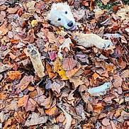 Blue joined the competition — help win amazing prizes! animal, canine, dog, eskimodog, face, grass, head, husky, leaf, outdoors, person, pet, photography, plant, portrait, puppy, soil, tree, vegetation, whitedog