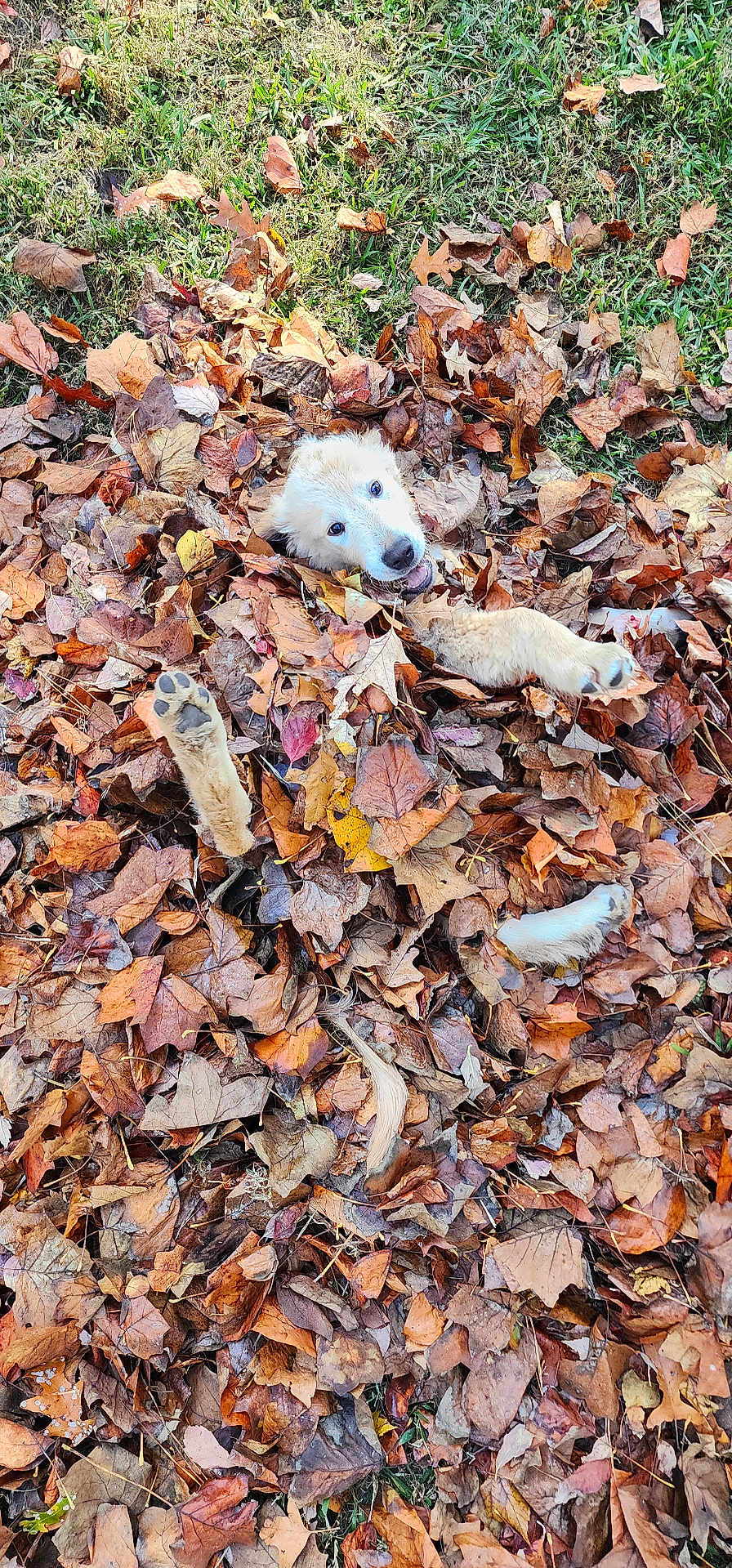 Blue joined the competition — help win amazing prizes! animal, canine, dog, eskimodog, face, grass, head, husky, leaf, outdoors, person, pet, photography, plant, portrait, puppy, soil, tree, vegetation, whitedog