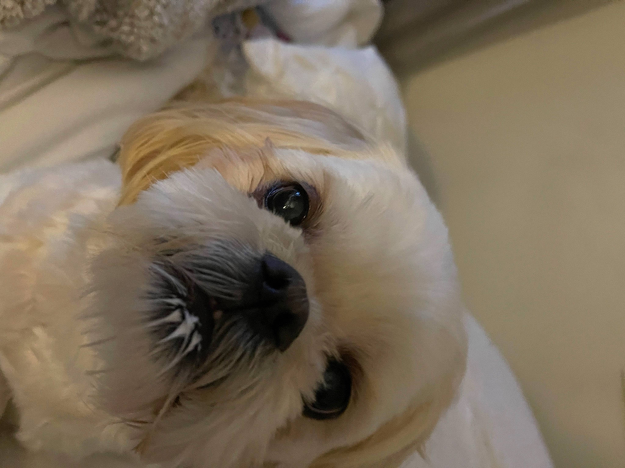 Tucker is registered to the contest to win money with this photo: canidae, carnivore, comfort, companion_dog, dog, dog_breed, ear, fawn, fur, mal_shi, maltepoo, shih_tzu, small_terrier, snout, sporting_group, terrestrial_animal, terrier, toy_dog, whiskers, working_animal