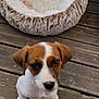 Belle participe au concours pour gagner de l'argent avec cette photo : puppy, dog, pet_bed, wooden_deck, brown_and_white, small_dog, cute, looking_up, outdoor, fur, ears, floor, animal, young_dog, canine, adorable, domestic_animal, playful, pets, companion
