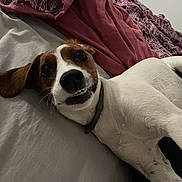 Belle a rejoint le concours — aidez-le/la à gagner de superbes lots ! dog, pet, bed, blanket, white, brown, collar, lying_down, teeth, smile, cute, indoor, cozy, fur, ears, playful, animal, canine, resting, closeup
