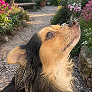 Charlie participe au concours pour gagner de l'argent avec cette photo : dog, garden, flowers, pathway, greenery, sunlight, outdoor, pet, canine, nature, bench, plants, colorful, flora, fur, closeup, portrait, daylight, peaceful, scenery