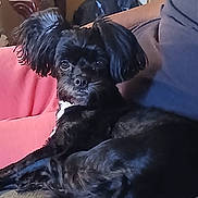 Emma Cooper is registered to the contest to win money with this photo: animal, black_dog, canine, companion, couch, cozy, curious, dog, domestic_animal, ears, fur, furniture, indoor, living_room, looking, pet, relaxing, resting, small_dog, wooden_table