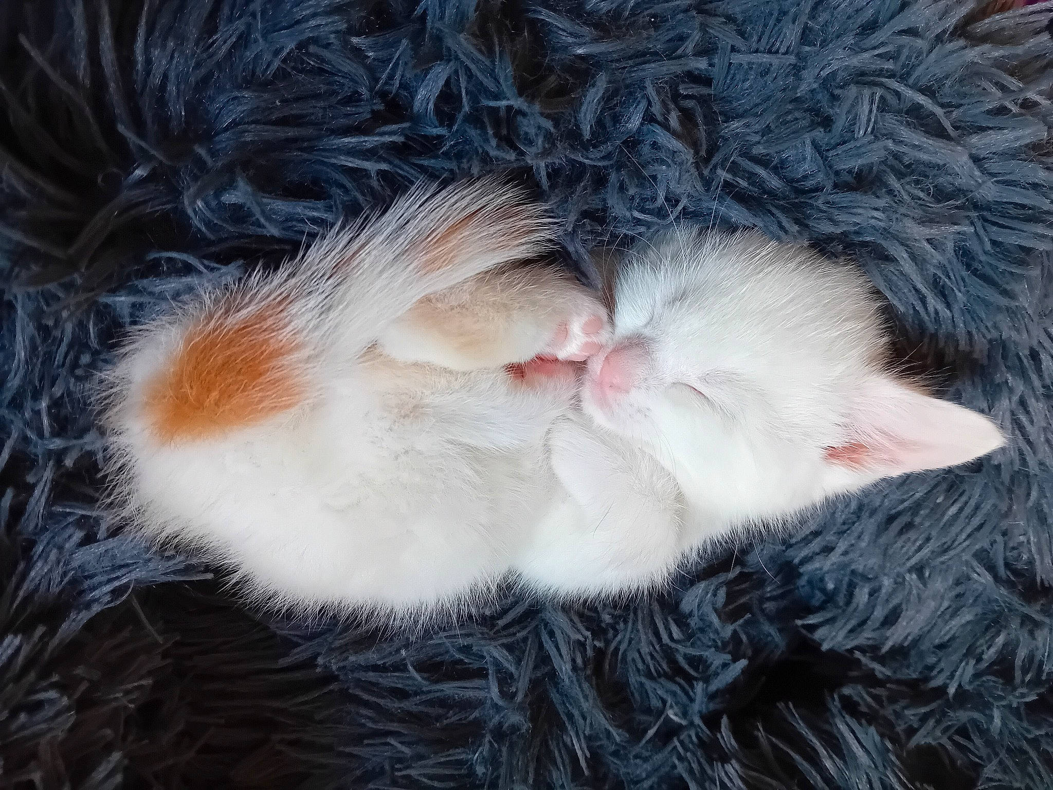 Miranda joined the competition — help win amazing prizes! animal_product, carnivore, cat, claw, close_up, domestic_short_haired_cat, ear, fawn, felidae, fur, natural_material, paw, small_to_medium_sized_cats, snout, tail, toy, whiskers