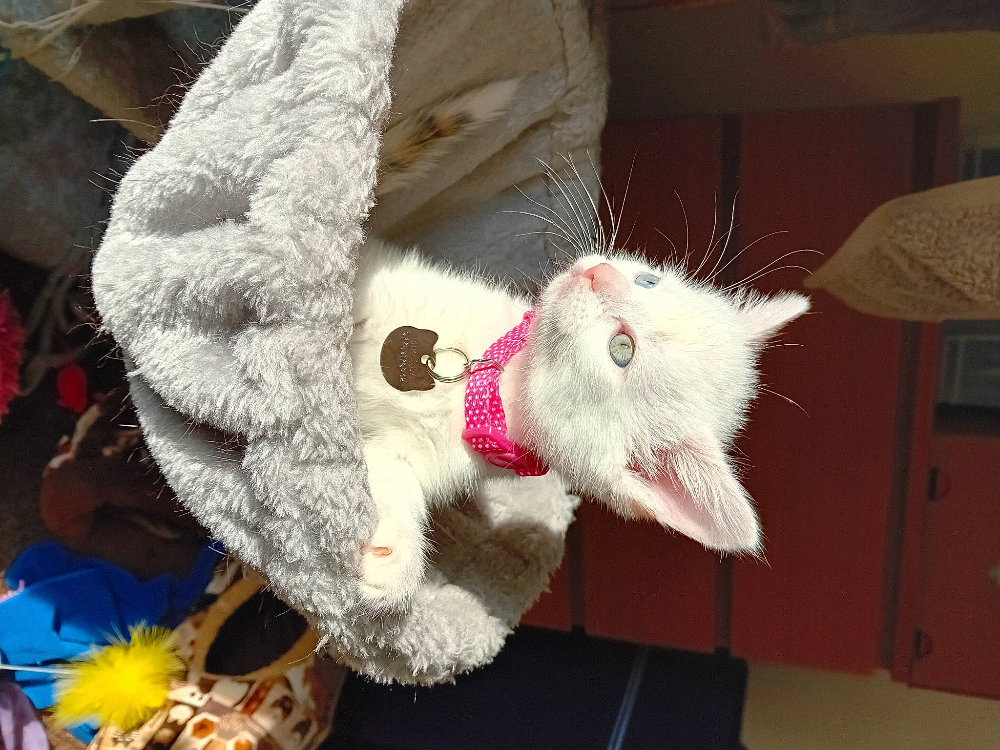 Miranda is registered to the contest to win money with this photo: art, carmine, cat, claw, domestic_short_haired_cat, event, fawn, felidae, fur, fur_clothing, natural_material, plant, plush, small_to_medium_sized_cats, snout, stuffed_toy, tail, toy, whiskers, wool